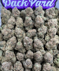 CANDY GELATO
