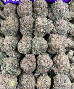 ZOUR SKUNK
