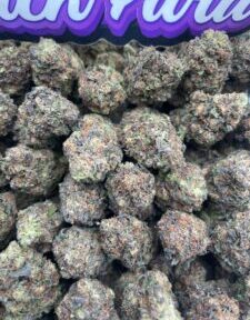 INSANE GELATO