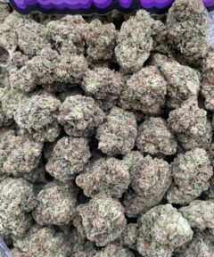 PINK CHERRIES RUNT